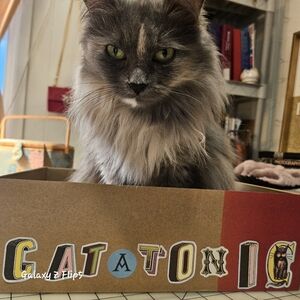 Designer Women's Clothing and Accessories